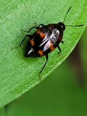 Scaphidium