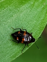 Scaphidium