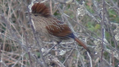 Grammatoptila striata