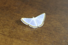 Leuciris fimbriaria