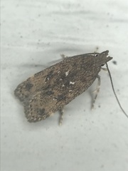 Helcystogramma melantherella