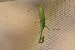 Stagmatoptera binotata