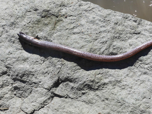 Snapper Eel (Echiophis punctifer) — Ophichthidae — 3