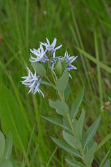 Amsonia repens