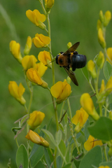 Xylocopa virginica texana