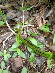Pterostylis areolata