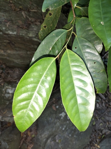 Myristica globosa (Myristica globosa)