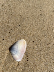 Latona deltoides