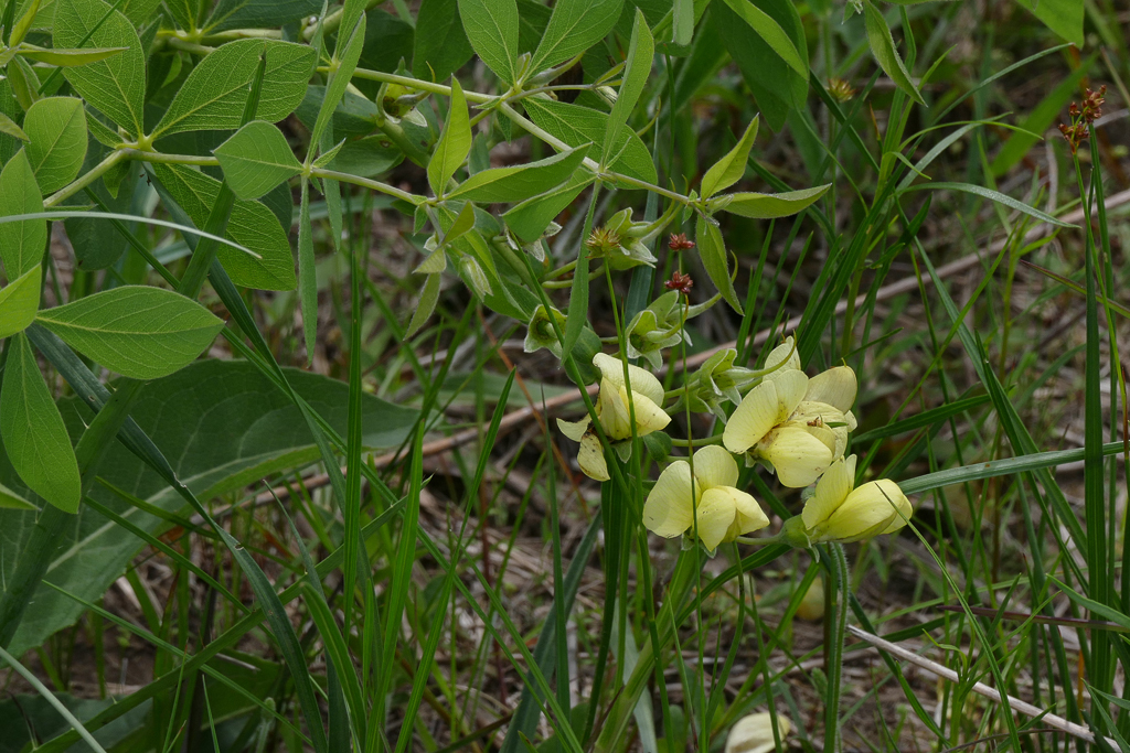 Baptisia leucophaea