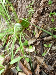 Pterostylis areolata