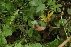 Equisetum pratense image