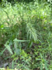 Echinopogon nutans