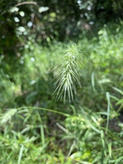 Echinopogon nutans