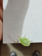 Chlorocoris distinctus