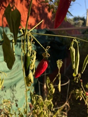 Capsicum annuum annuum