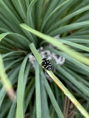 Diphucrania duodecimmaculata