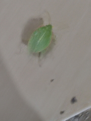 Chlorocoris distinctus