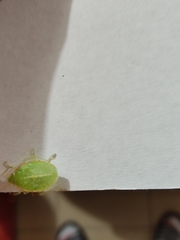 Chlorocoris distinctus