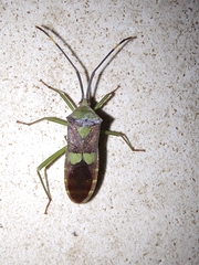 Prismatocerus signatus