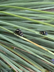 Diphucrania duodecimmaculata