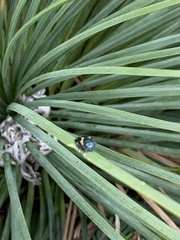 Diphucrania duodecimmaculata