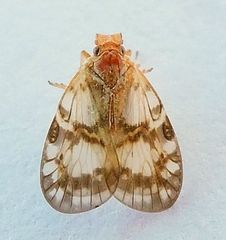 Bothriocera drakei