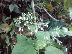 Peteravenia schultzii