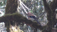 Garrulus glandarius bispecularis