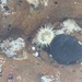 photo of Small Brown Sea Anemone (Anthopleura aureoradiata)