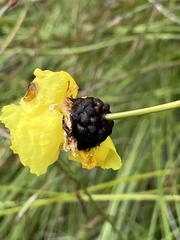 Xyris ustulata
