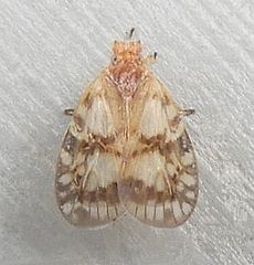 Bothriocera drakei