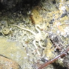 Amphipholis