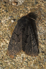 Apamea impulsa