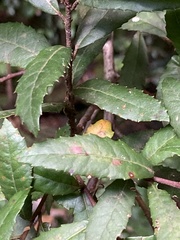 Elaeocarpus holopetalus