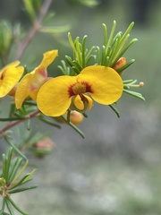 Dillwynia tenuifolia