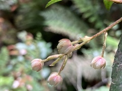 Elaeocarpus holopetalus