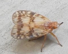 Bothriocera drakei