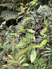 Elaeocarpus holopetalus