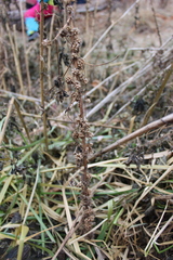 Cuscuta europaea