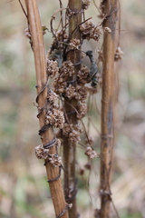 Cuscuta europaea