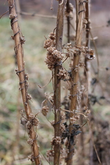 Cuscuta europaea