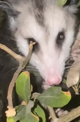 Didelphis virginiana