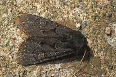 Apamea impulsa
