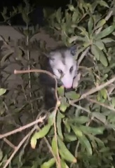 Didelphis virginiana