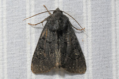 Apamea impulsa