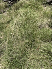 Enteropogon unispiceus