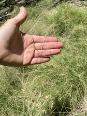 Enteropogon unispiceus