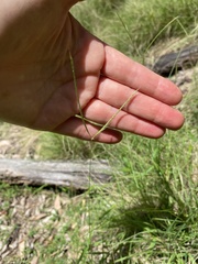 Enteropogon unispiceus