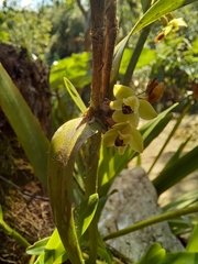 Scaphyglottis modesta