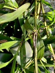 Scaphyglottis modesta